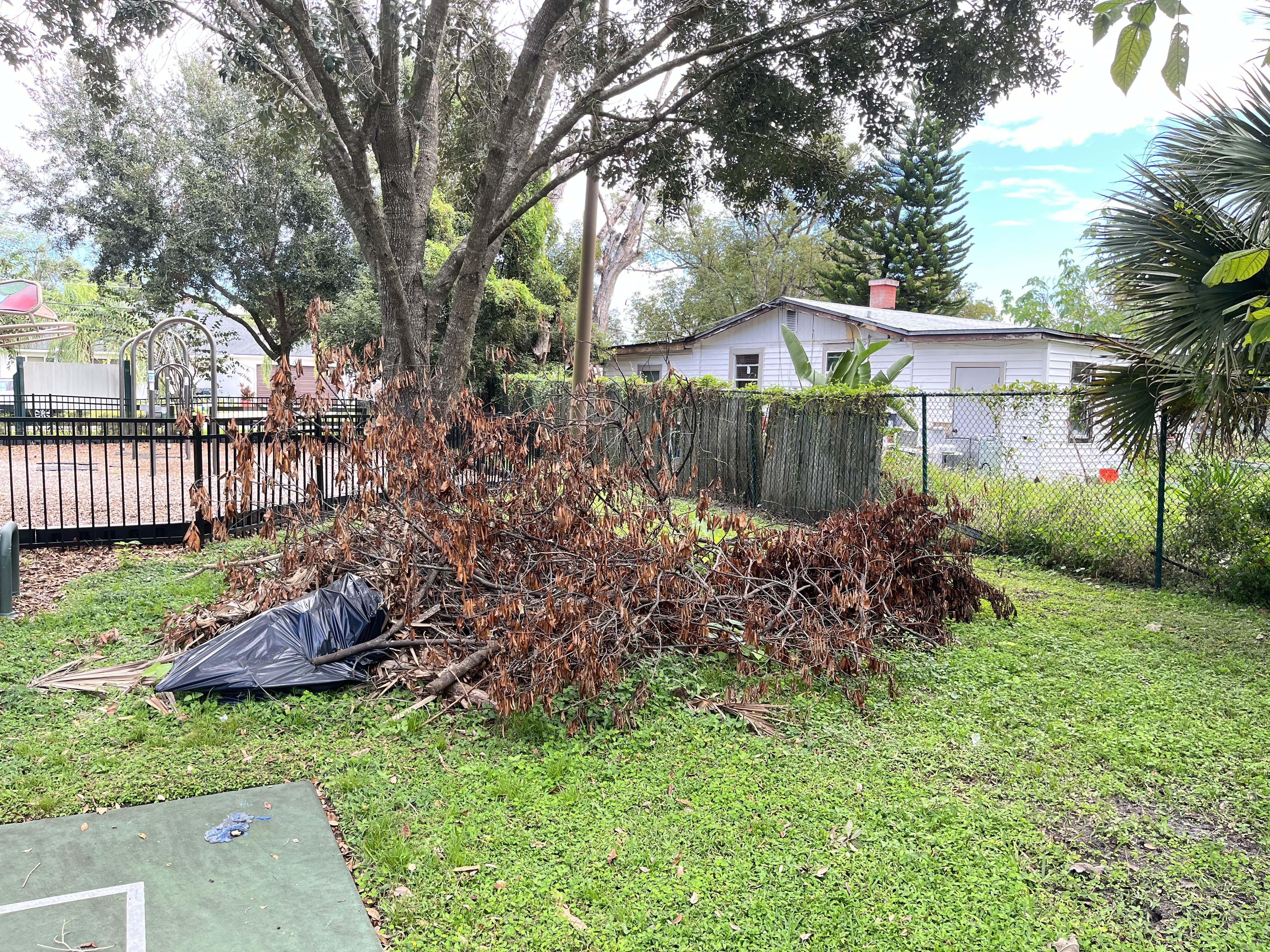 Image of Jason Wang digging a hole to plant the precious friut trees.